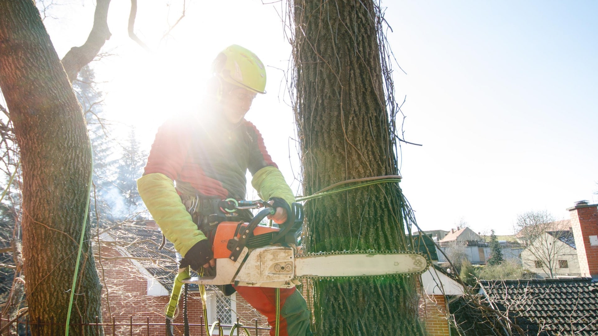 Carolina Tree Removal Pros of Asheville Image